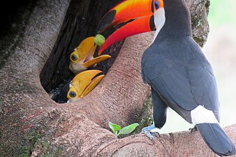 An adult toucan feeding its young a small, round, green fruit