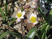 Close-up of flowers