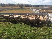 15 charollais rams standing