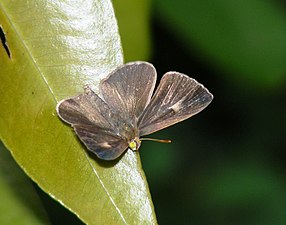 Dorsal view