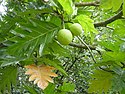 Breadfruit tree (Artocarpus altilis), a staple food in Samoa.