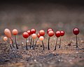 Slime mold