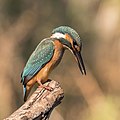 Common kingfisher