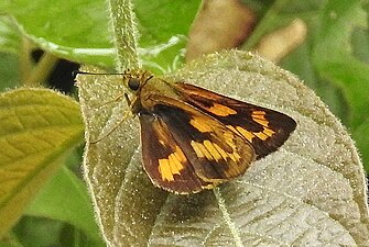 Dorsal view