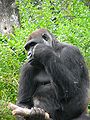 Western Lowland Gorilla (Gorilla gorilla gorilla)