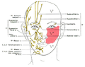 Diagram of Sensory Nerves of Face, front view