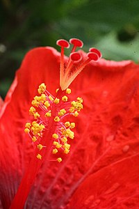 Hibiscus