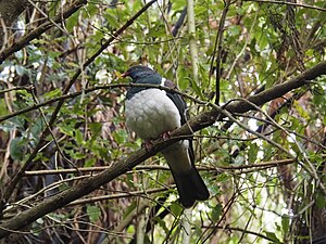 Kererū