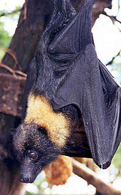 A bat with black fur viewed in profile from the back. It has a bright yellow mantle of fur on the back of its neck.
