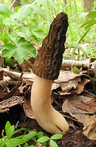 Morchella elata, by Dan Molter