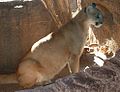 Mountain Lion (Puma concolor)