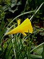 Narcissus bulbocodium close-up