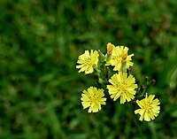 A Youngia japonica in bloom