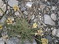 Oxytropis campestris