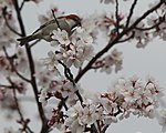 ♂ eating Prunus × yedoensis