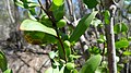 Fruit and foliage of Persoonia cornifolia