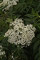 Sambucus canadensis