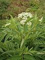 Sambucus ebulus