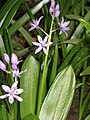 Scilla lilio-hyacinthus