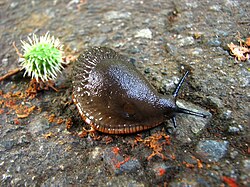 Unidentified slug taken in Vancouver's VanDusen Botanical Garden.