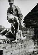 A Finnish soldier on a lorry bed carrying the body of a boy killed by partisans in Lokka on 14 July 1944