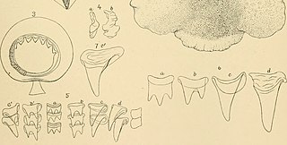 #54 (?/4/1880) Selected details of the Grand Banks specimen: 50th sucker of one of arms II (fig. 3), statolith in front and lateral aspects (fig. 4), and various views of the radular teeth (figs. 5–7) (Verrill, 1881b:pl. 38 figs. 3–7; see uncropped version)