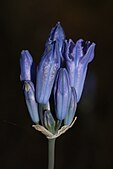 Close-up of flowers of Triteleia grandiflora