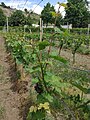 Vines in spring