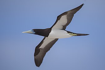 male S. l. plotus, Queensland