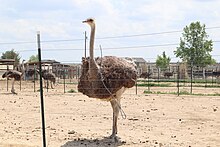 ostrich standing at American Ostrich Farms