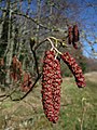 Staminate catkins of alder