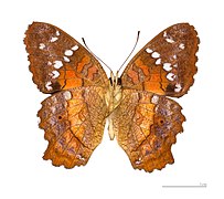 Museum specimen ♂ △ - Ventral side