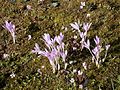 Colchicum autumnale & Cyclamen hederifolium