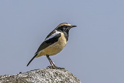 Buff-streaked chat (Campicoloides bifasciatus) male Malolotja.jpg