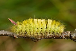 Caterpillar (yellow form)