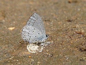 Ventral view