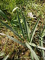 Colchicum hungaricum leaves