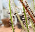 Limonia (crane fly) trapped by Drosera filiformis