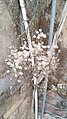 Erigeron bonariensis growing as a weed on a building in New Delhi, India