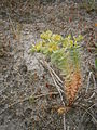 Euphorbia paralias