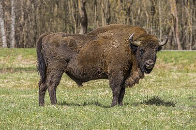 European bison Bison bonasus ♂ Poland