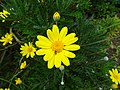 Euryops chrysanthemoides flower