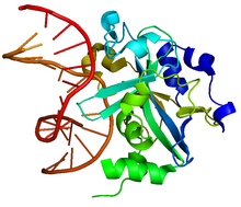 Based on PyMOL rendering of PDB 1F6O.