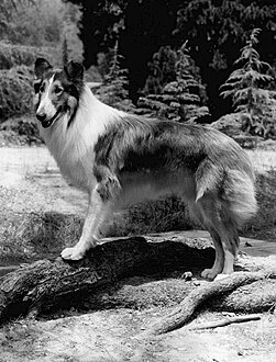 Season 17 - the final CBS season - saw Lassie on her own, getting into different adventures each week. In seasons 18 and 19 (with the series airing in syndication), Lassie settled in at the Holden Ranch to close out the show's run.