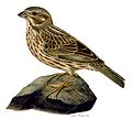 Corn Bunting