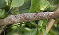 Uroplatus sikorae, hidden on branch