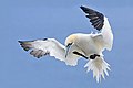 Northern Gannet