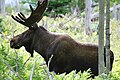 Moose in Gros-Morne National Park, Newfoundland