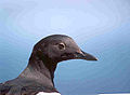 Pigeon Guillemot on the Farallon Islands