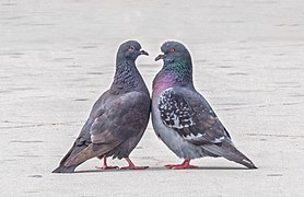 Feral pigeons in courtship